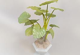3d绿植模型图片