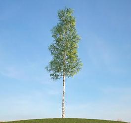 树木植物模型图片