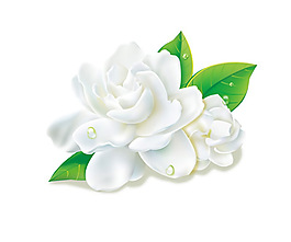 白色茉莉花