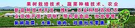 蔬菜展板图片