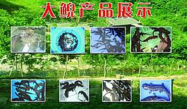 娃娃鱼展板图片