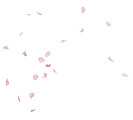 玫瑰花瓣