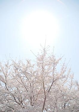 三月樱花（摄于上海万科城市花园）