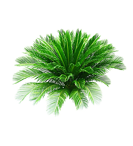 绿色植物