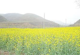 油菜花