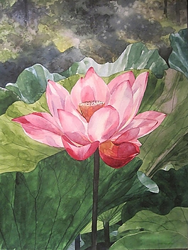 位图 写意花卉 植物 花朵 荷花 免费素材