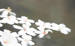 油桐花四月雪图片 油桐花四月雪素材 油桐花四月雪模板免费下载 六图网