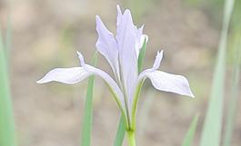 野兰花