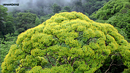 大树密林风光高清视频素材