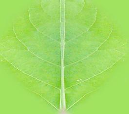 59520_肌理油彩_生物理