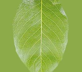 59546_肌理油彩_生物理