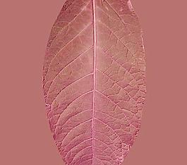 59558_肌理油彩_生物理