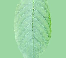 59624_肌理油彩_生物理