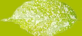 59664_肌理油彩_生物理