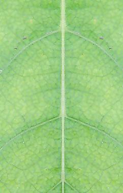 59668_肌理油彩_生物理