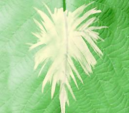 59701_肌理油彩_生物理