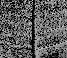 59971_肌理油彩_生物理