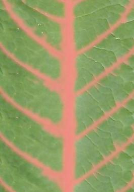 60027_肌理油彩_生物理