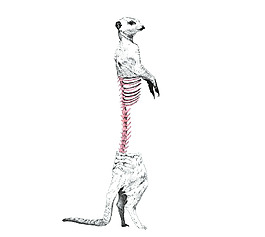 位图 动物 狗 骨头 免费素材