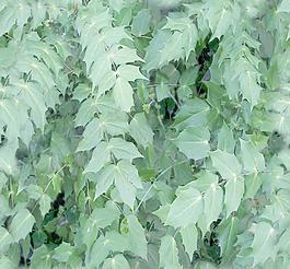 31829_自然材质_草地