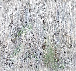 31831_自然材质_草地