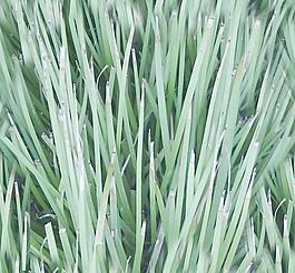 31837_自然材质_草地