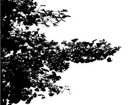 15354_自然材质_树阴影