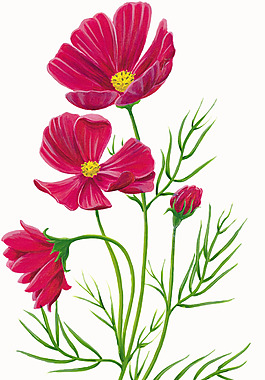 位图 植物图案 写意花卉 花朵 格桑花 免费素材