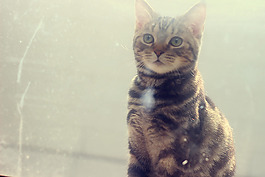 位图 动物 猫 数码照片 免费素材