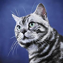 位图 动物 猫 数码照片 免费素材