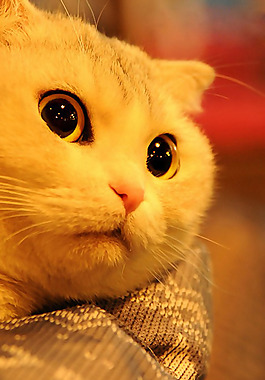 位图 动物 猫 数码照片 免费素材