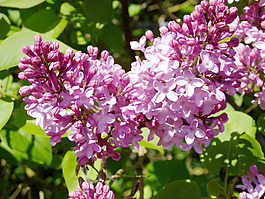 位图 植物 花朵 写实花卉 丁香花 免费素材