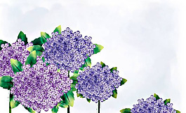 位图 植物图案 写意花卉 花朵 丁香花 免费素材
