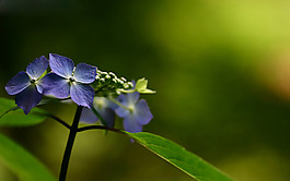 位图 植物 花朵 写实花卉 丁香花 免费素材