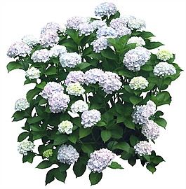 花卉后期素材