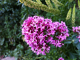 位图 写实花卉 植物 花朵 丁香花 免费素材