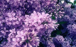 位图 写实花卉 植物 花朵 丁香花 免费素材