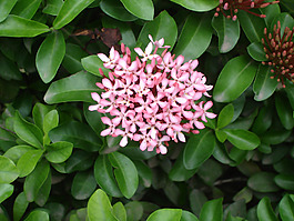 位图 写实花卉 植物 花朵 丁香花 免费素材