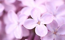 位图 写实花卉 植物 花朵 丁香花 免费素材
