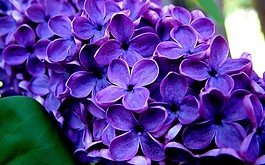 位图 写实花卉 植物 花朵 丁香花 免费素材