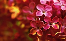 位图 写实花卉 植物 花朵 丁香花 免费素材