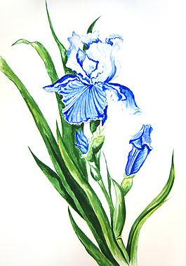 位图 植物 写意花卉 花朵 鸢尾 免费素材