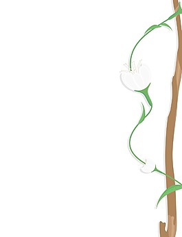 白色的花分帧横幅设计