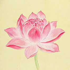 位图 植物 写意花卉 花朵 荷花 免费素材