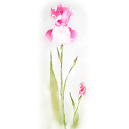 位图 植物 写意花卉 花朵 鸢尾 免费素材