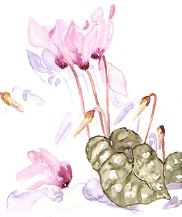 位图 植物 写意花卉 花朵 荷花 免费素材