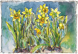 位图 植物 写意花卉 花朵 水仙 免费素材