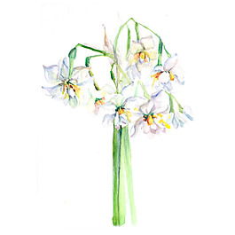 位图 植物 写意花卉 花朵 水仙 免费素材