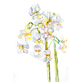 位图 植物 写意花卉 花朵 水仙 免费素材