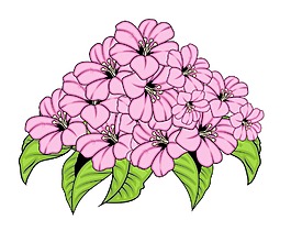 粉红色的花朵的花束